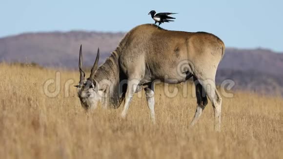 雄性羚羊与雀鸦视频的预览图