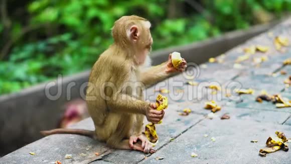 猴子吃香蕉视频的预览图