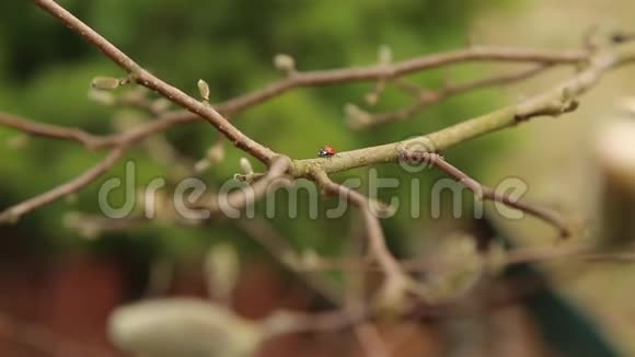 黑点的瓢虫红色很快穿过木兰树的枝条视频的预览图