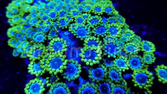 蓝色和绿色的珊瑚触手视频的预览图