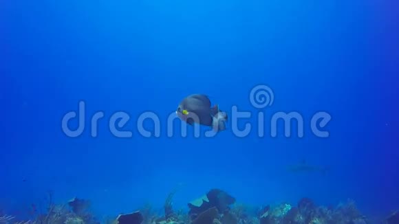 古巴ReinaJardindelaReina的灰色天使鱼和加勒比礁鲨鱼视频的预览图