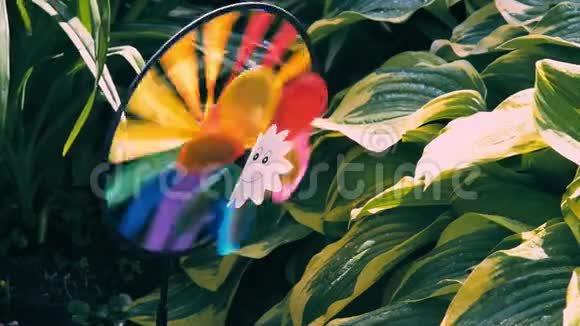 霍斯塔植物条纹叶子附近彩虹颜色的花园风车其他名称芬基亚视频的预览图