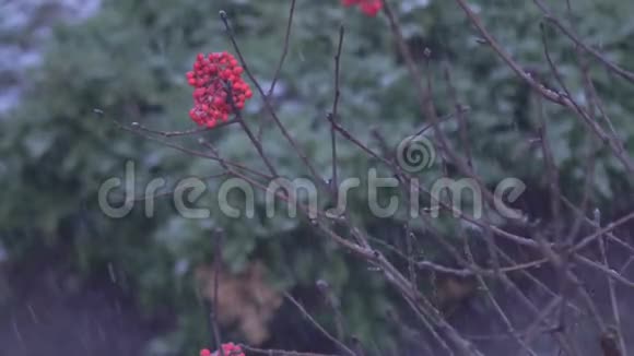 冬天的罗文浆果视频的预览图