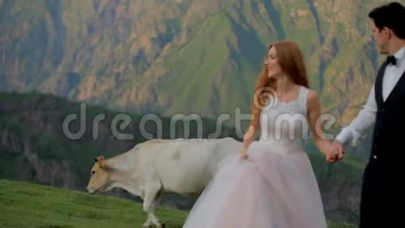 一对新婚夫妇在美丽的群山背景下在背景下一头牛经过视频的预览图