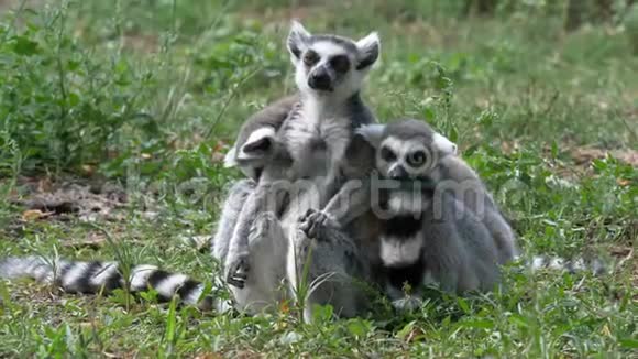 有趣的动物家庭猫狐猴在绿草近景上放松视频的预览图