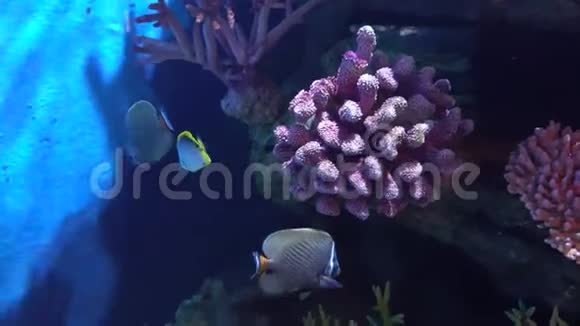 近岸的五彩珊瑚及热带鱼类视频的预览图
