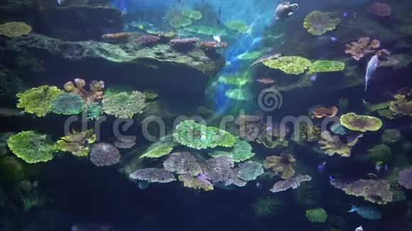 珊瑚礁的热带海底世界有天使鱼和外科鱼视频的预览图