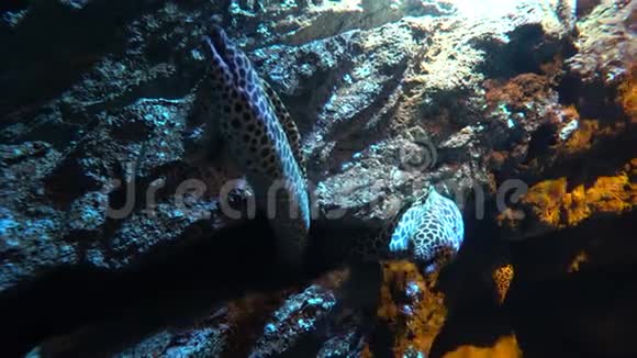 三只黑豹鳗鱼在水下岩石中窥视黑暗视频的预览图