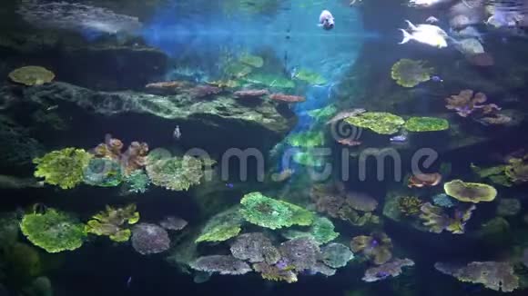 一个五彩缤纷的海底世界里面有珊瑚礁和热带鱼视频的预览图