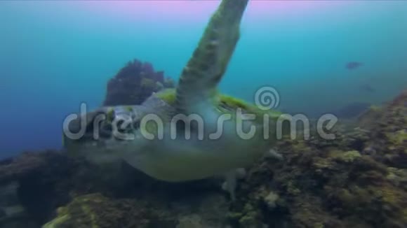 绿龟特写海龟游得很近平静优美的水生海洋生物视频的预览图