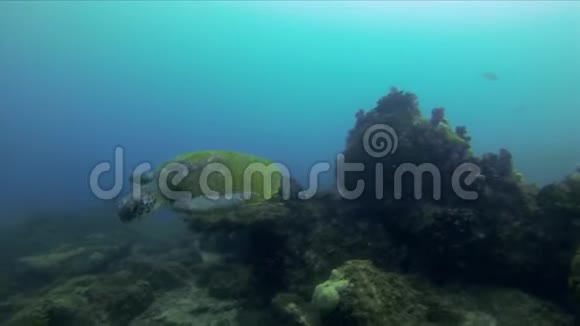 绿龟特写水生海龟游泳接近平静优雅的海洋生物视频的预览图