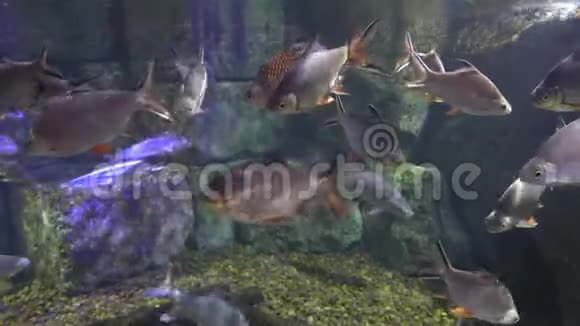 鱼群在岩石附近游泳光线通过水反射视频的预览图
