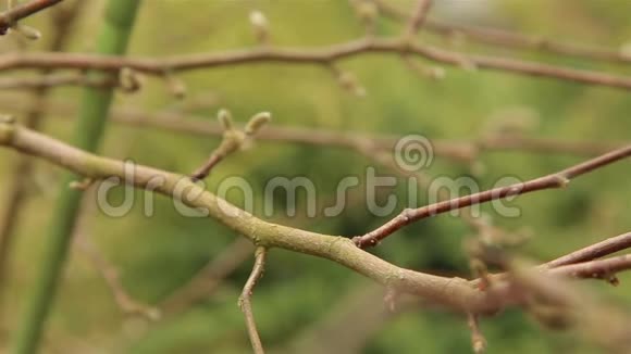 在春天瓢虫沿着木兰树的枝条和芽移动视频的预览图