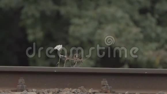 火车撞上了一朵花视频的预览图