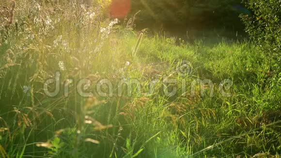 不同的草地在田野和皂荚在日落俄罗斯视频的预览图
