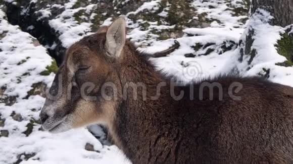 在雪地里拍摄一只鹿视频的预览图