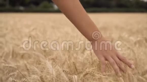 女人或十几岁的女孩用手摸着一片金黄的大麦玉米或小麦的顶端视频的预览图