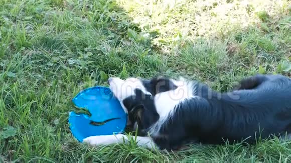 狗在草地上玩塑料圆盘啃老视频的预览图