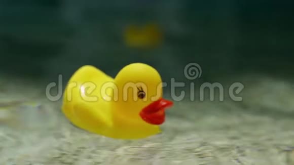 美丽的黄色塑料鸭子漂浮在游泳池的蓝色水中慢动作视频视频的预览图