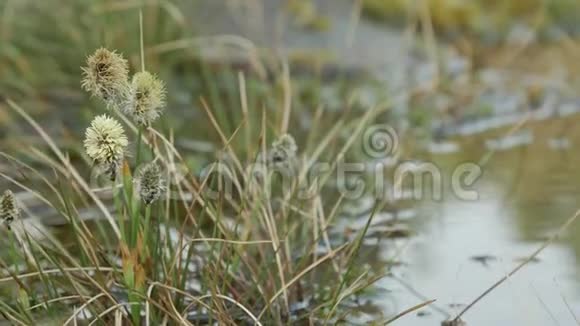 沼泽森林中的特写植物视频的预览图