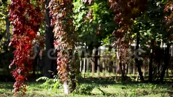 秋色园内观赏葡萄的红叶视频的预览图