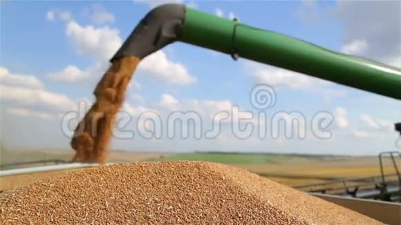 卸小麦从联合收割机卸麦种子至自卸汽车从联合到自卸车的种子视频的预览图