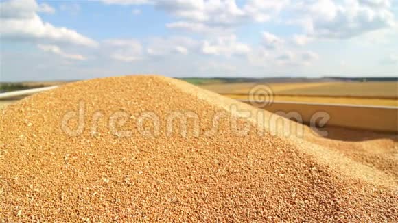 卸小麦将小麦种子从联合体卸至自卸汽车种子从联合到自卸卡车视频的预览图