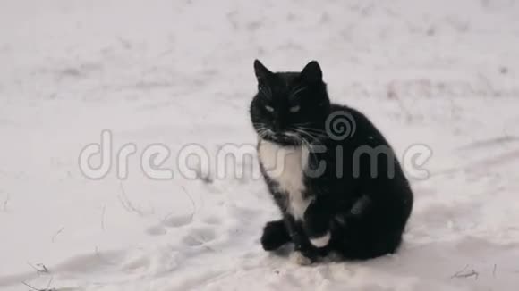 猫坐在雪地上视频的预览图