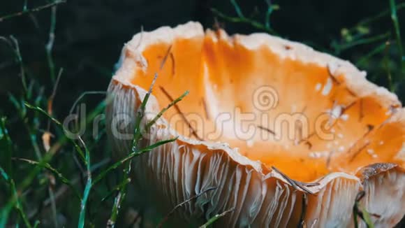 巨大的巨大蘑菇在草地近景10月秋收蘑菇视频的预览图