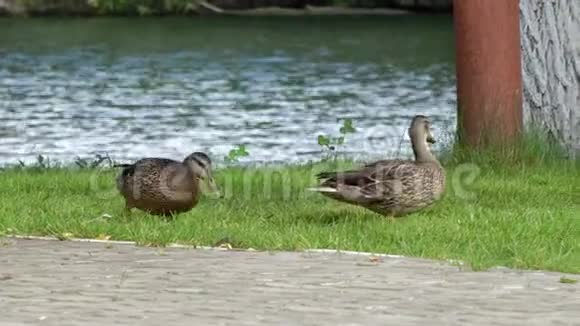 两只鸭子在绿草上散步视频的预览图
