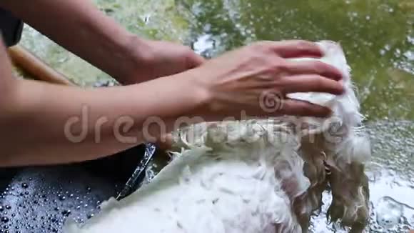 用洗发水在白色狗身上用当地风格的diy清洗脏头发用手视频的预览图