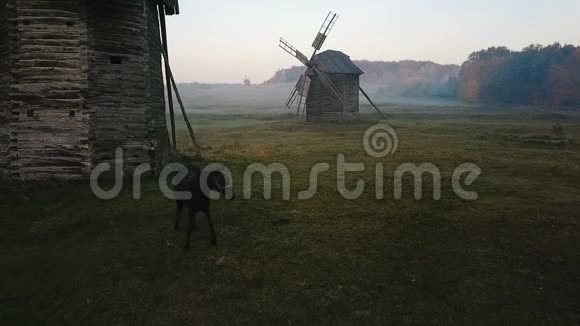 美丽的黑马在田野之间的磨坊乡间雾蒙蒙的早晨马用磨坊在空地上放牧视频的预览图
