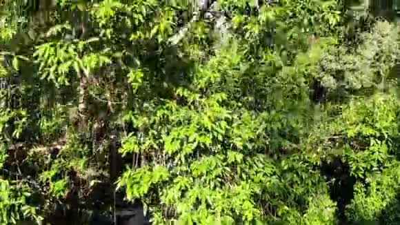 山上的绿色丛林生长在苏梅岛丘陵地带的热带树木在群山之间的瀑布视频的预览图
