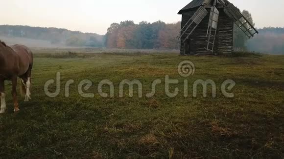 可爱的马用磨坊在空地上放牧美丽乡村的心情景象乡间雾蒙蒙的早晨录像片段视频的预览图