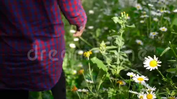 穿着格子衬衫的女孩走着带着恐惧触摸洋甘菊花朵后景视频的预览图