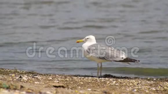 海鸥一只鸟站在海边的野生海滩上视频的预览图