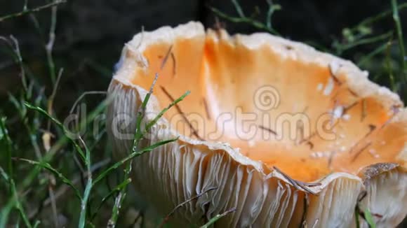 巨大的巨大蘑菇在草地近景10月秋收蘑菇视频的预览图