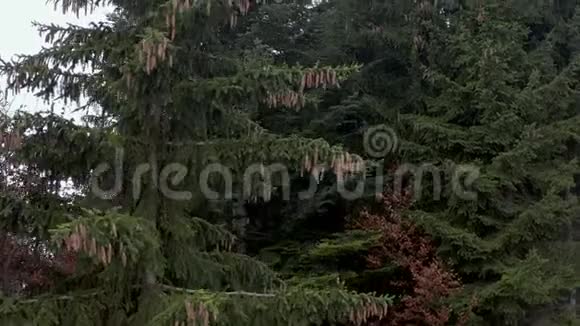 鹤射云杉树与许多锥视频的预览图