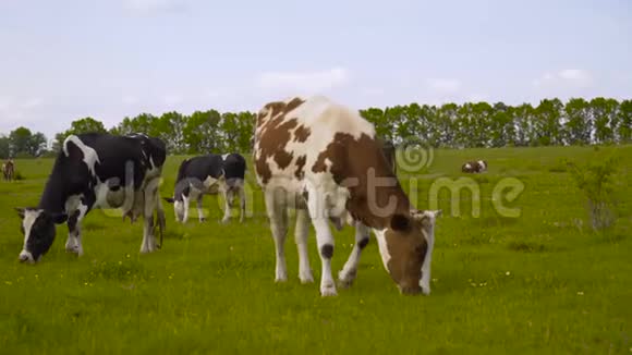 户外奶牛在美丽的绿色夏季草地4K视频的预览图