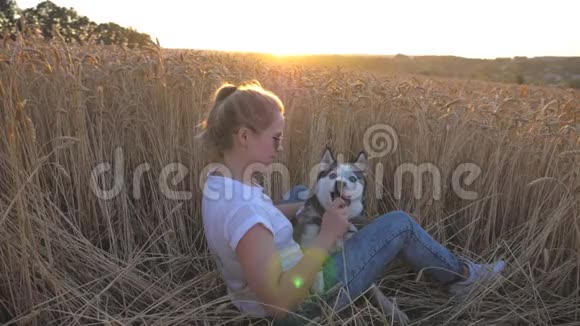 快乐的女人金色的头发手里拿着金色的小穗在麦草场和她的西伯利亚哈士奇玩耍青年视频的预览图