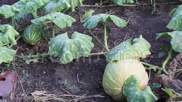 厨房花园里的南瓜自动浇水视频的预览图