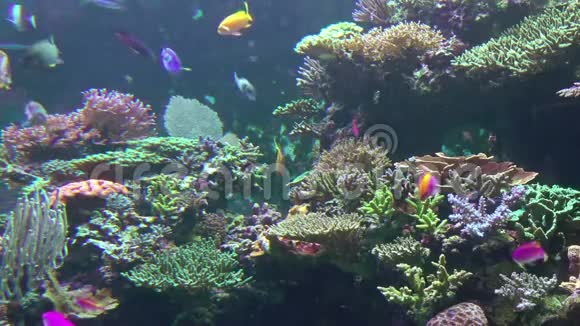 彩色珊瑚和许多鱼视频的预览图