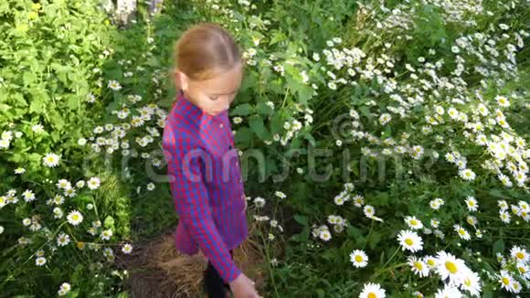 金发少女触摸洋甘菊花从上到下拍摄花卉草坪视频的预览图