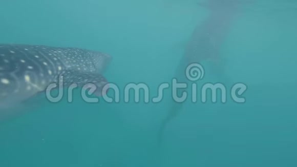 水下观赏鲸鲨在蓝色的海洋中游泳近距离野生鲸鲨在海洋自然保护区游泳野海视频的预览图