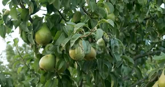 梨挂在树枝上花园里丰收了视频的预览图