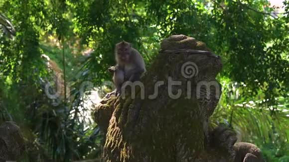 一只猕猴坐在猴子森林里的石像上石雕覆盖着一只猕猴的慢镜头视频的预览图