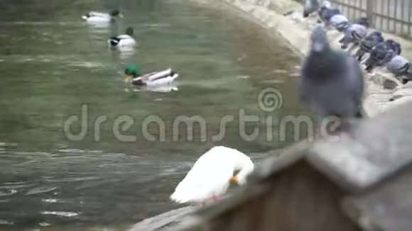 鸭子在湖上游泳和进食的运动视频的预览图