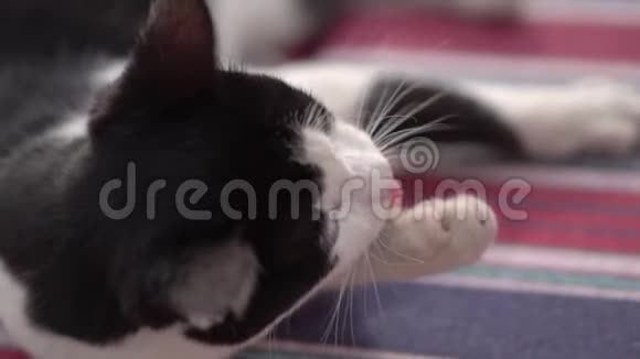 黑白猫躺在一边慢动作清洁自己视频的预览图