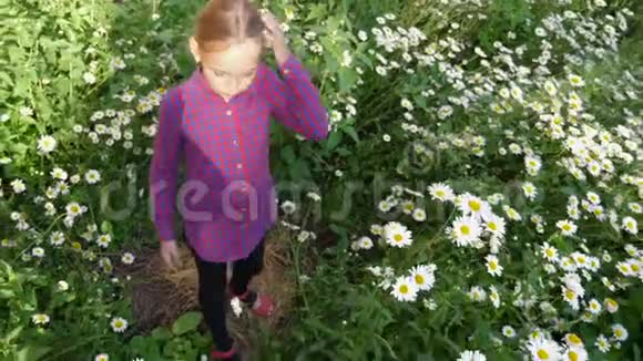 可爱的少女在绿色的田野里开着白色的洋甘菊视频的预览图
