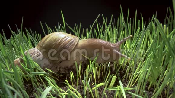 大蜗牛在草地上爬行视频的预览图